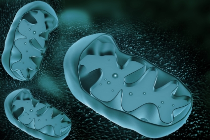 Mitochondrien gruen