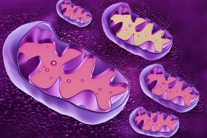 Mitochondrien lila