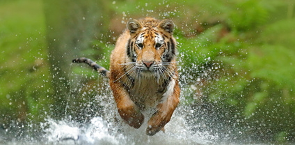 Siberian tiger, Panthera tigris altaica, low angle photo direct face view, running in the water directly at camera with water splashing around. Attacking predator in action. Tiger in taiga environment © ondrejprosicky - fotolia.com Tiger